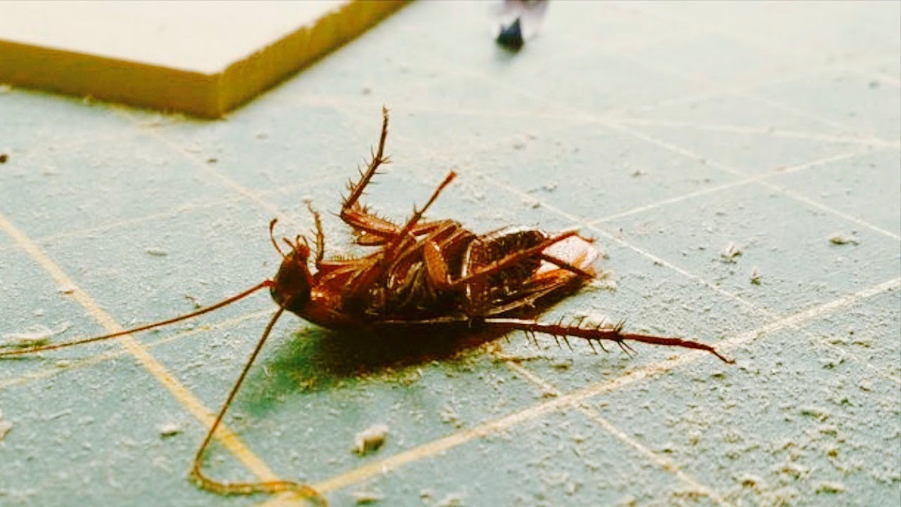 Will Pouring Bleach Down Drain Kill Cockroaches