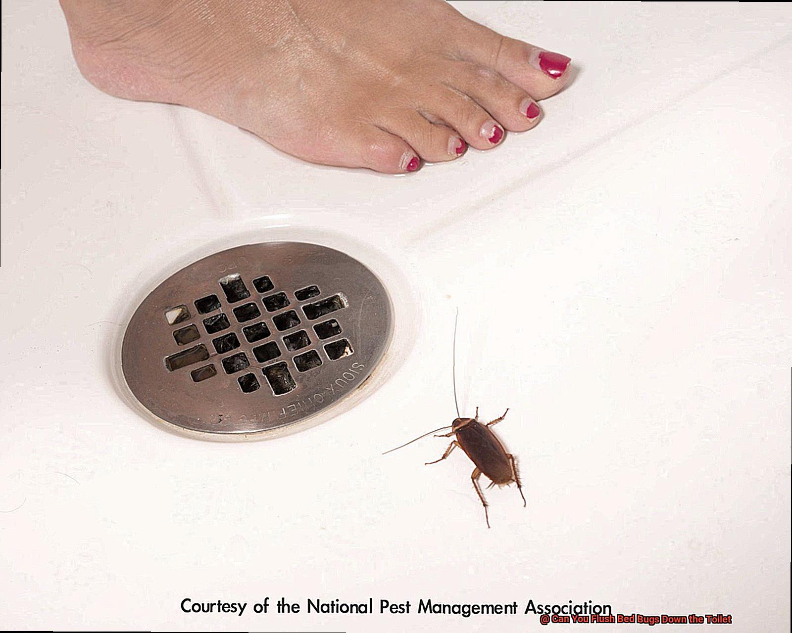 Can You Flush Bed Bugs Down the Toilet-2