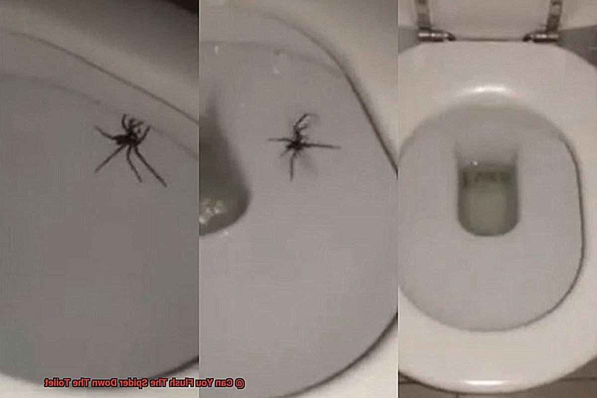Can You Flush The Spider Down The Toilet-4