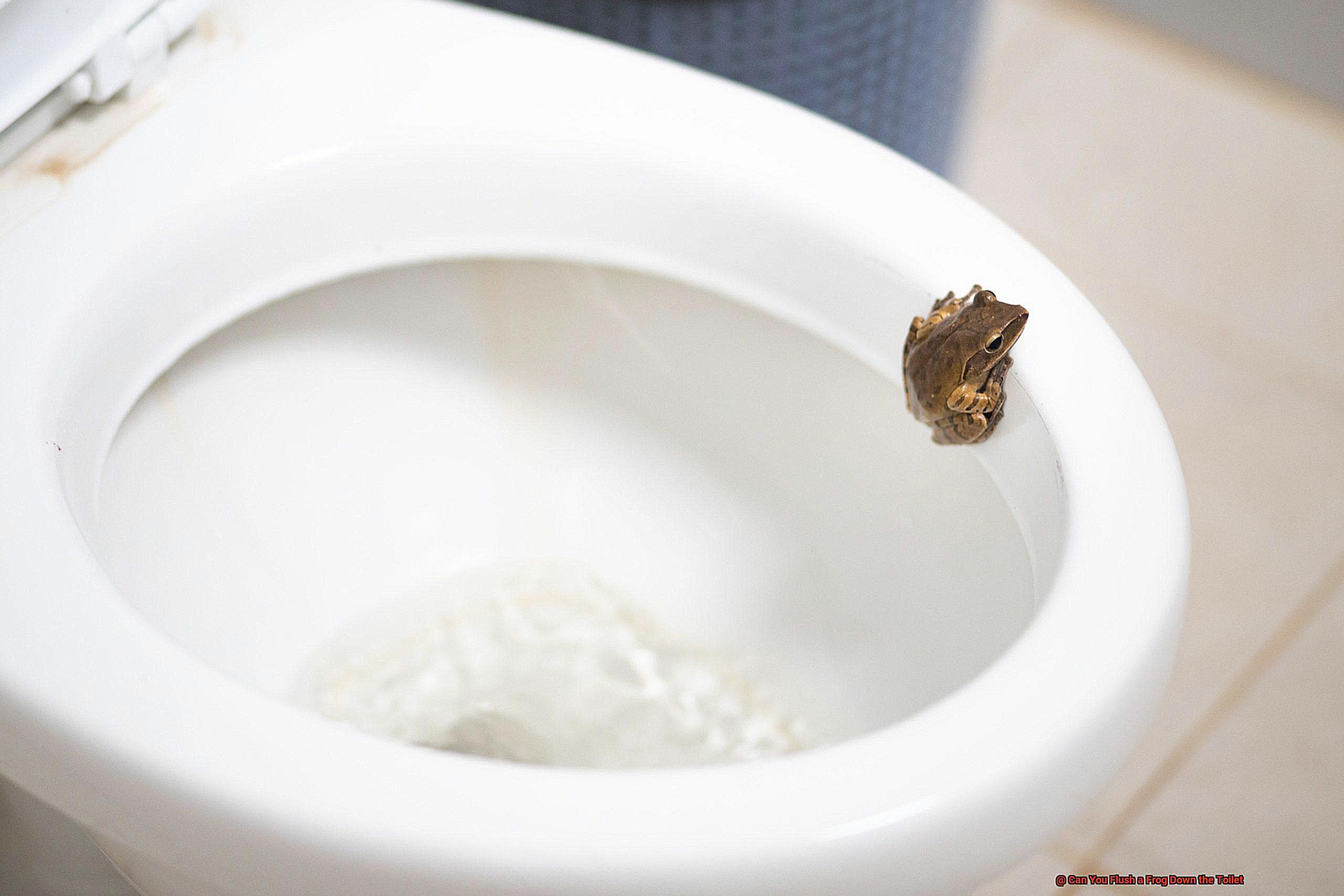 Can You Flush a Frog Down the Toilet-4